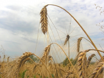 
Неурожай в Алжире приведет к росту импорта пшеницы в страну