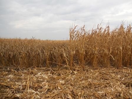 
Марокко может потерять половину урожая пшеницы