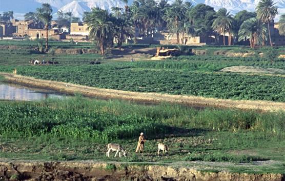 
Египет планирует страховаться соседской пшеницей