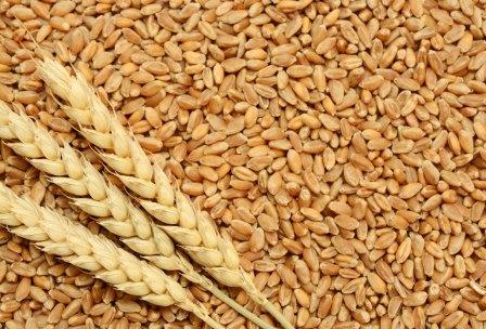 
Иордания поучит от США 100 тыс. тонн пшеницы в качестве продовольственной помощи
