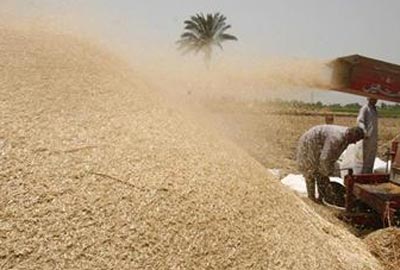 
Иордания в 2014г. увеличила импорт пшеницы и ячменя