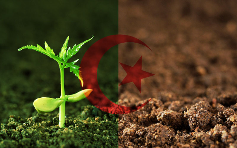 
Алжир готовится к запуску новой инвестиционной программы стоимостью $262,5 млрд.