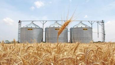 
Тунис увеличит импорт пшеницы на 20%