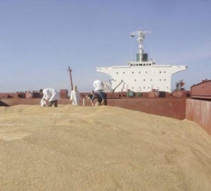 
Алжир: В январе-феврале импорт пшеницы подскочил до 1,1 млн. т