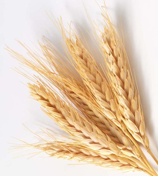 
Египет закупил на внутреннем рынке 2 млн т пшеницы