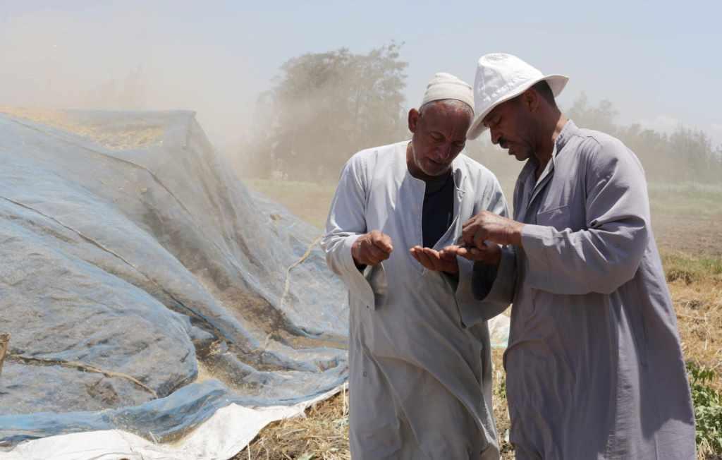 
Египет: GASC может ужесточить требования к содержанию протеина в импортируемой пшенице