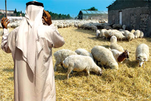 
Египет интересуется экспортом овец и замороженного мяса из Грузии