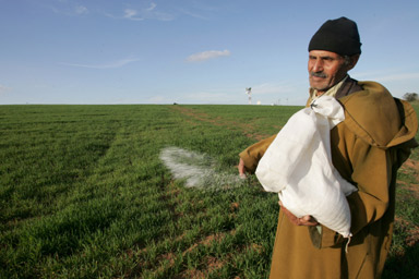 
Марокко соберет очень хороший урожай зерна