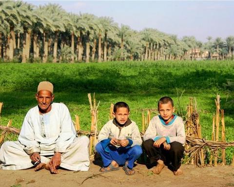 
Египет будет полагаться на местные пшеницу и сахар