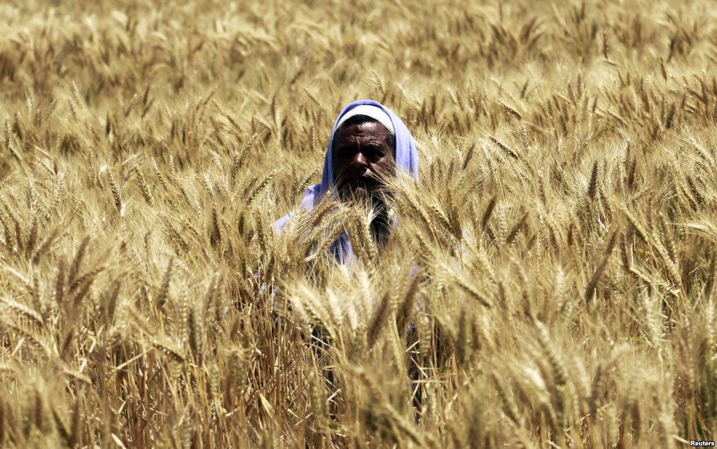 
Египет: запасов пшеницы хватит до середины июня