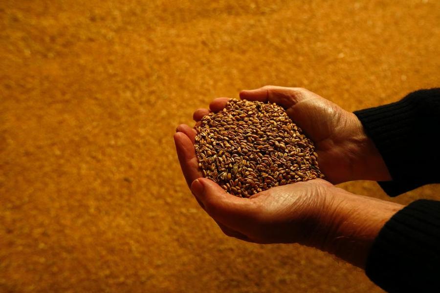 
Правительство Египта может вмешаться для урегулирования ситуации с импортом пшеницы