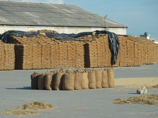 
Египет: Запасы пшеницы в госфонде смогут обеспечить внутренний спрос в течение полугода