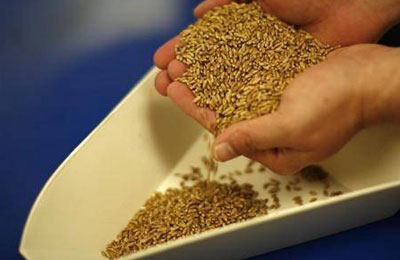 
Египет ослабил тендерные требования к импортной пшенице