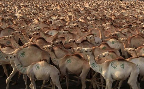 
Саудовская Аравия запрещает импорт верблюдов из Африки