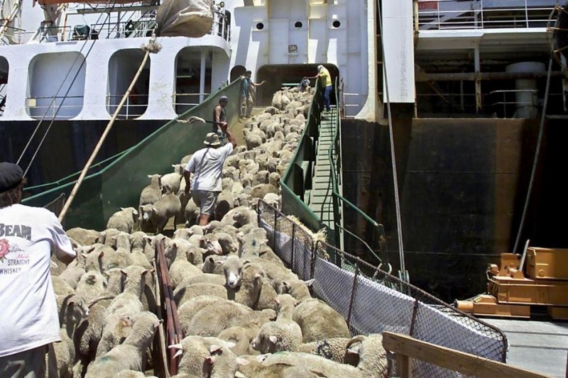 
Австралия намерена восстановить экспорт овец в Бахрейн
