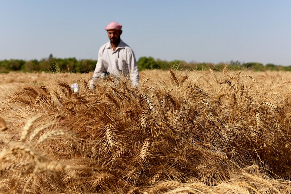 
Правительство Египта повысило закупочные цены на пшеницу для местных фермеров