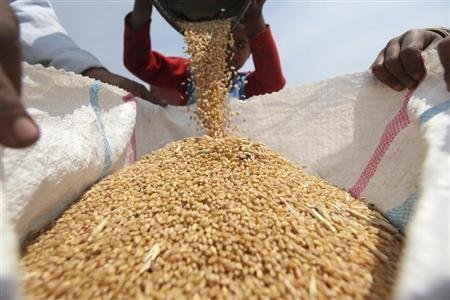 
Украина наращивает экспорт пшеницы в Египет
