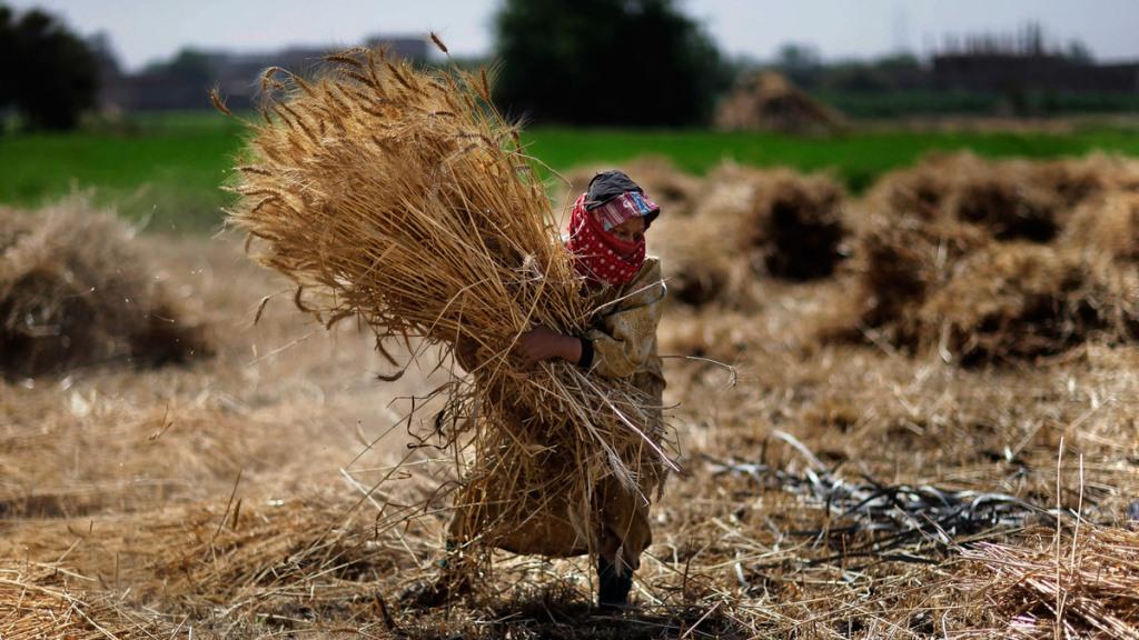 
Правительство Египта предоставит субсидии производителям пшеницы