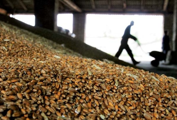 
Украина нарастила экспорт пшеницы в Египет