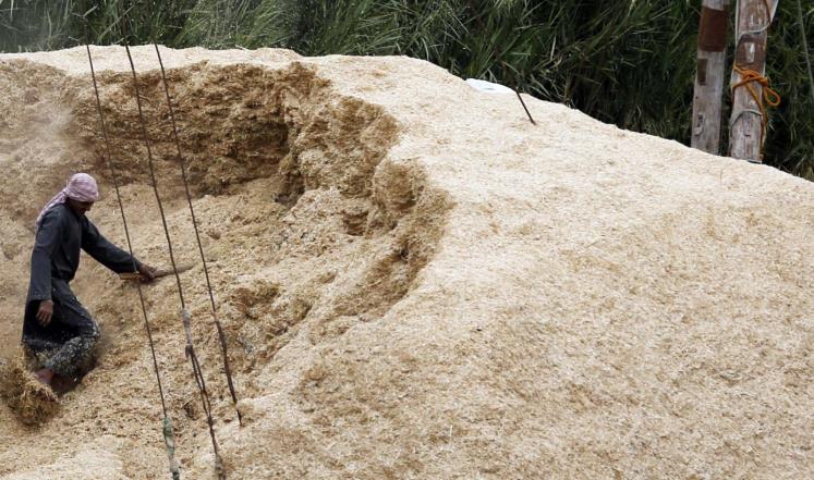 
Египет ввел запрет на экспорт риса для сохранения запасов
