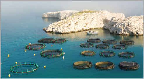 
Оман: Проекты аквакультуры позволят увеличить производство рыбы до 7330 тонн