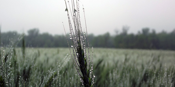 
Из-за дождей Франция вынуждена импортировать пшеницу