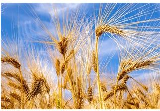 
Египет отказался покупать российскую пшеницу из-за высокой цены