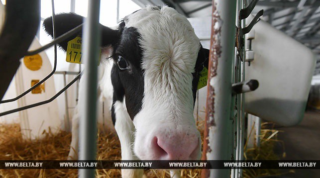 
Беларусь и Судан создают мясомолочный комплекс возле Хартума