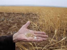 
FAO: Плохой прогноз на урожай в Сирии — результат затянувшегося конфликта и засухи