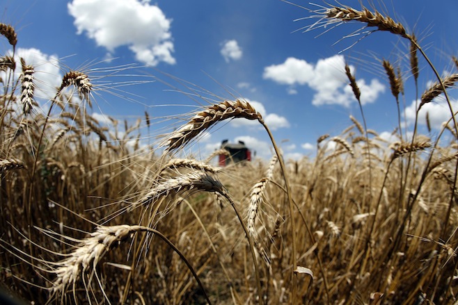 
Египет отказался от импорта украинской пшеницы